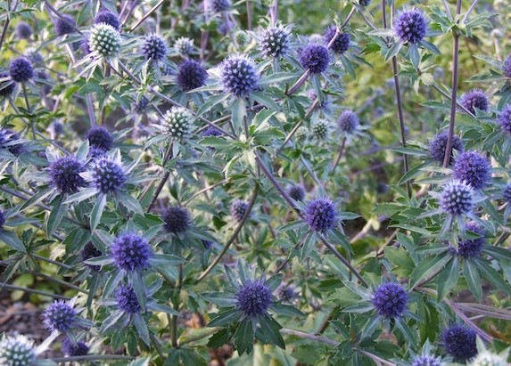 Seaholly Eryngium planum seed